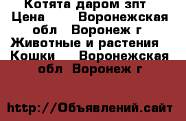 Котята даром зпт › Цена ­ 5 - Воронежская обл., Воронеж г. Животные и растения » Кошки   . Воронежская обл.,Воронеж г.
